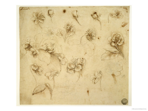 Study Of Flowers - Leonardo Da Vinci Painting